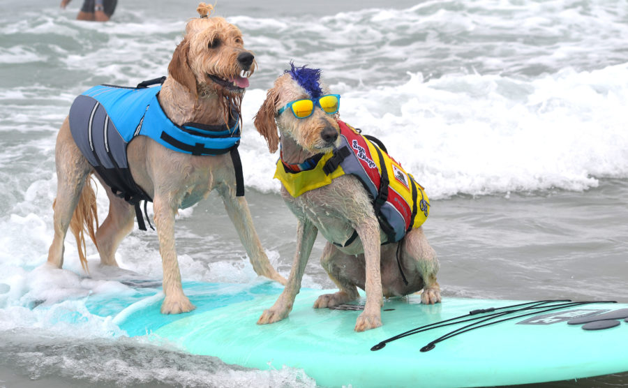 Catching the waves: 16Th Annual Dog Surf-A-Thon