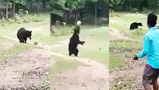 Watch: two curious bears play football!, News Without Politics, subscribe here, sports, animals, unbiased news source