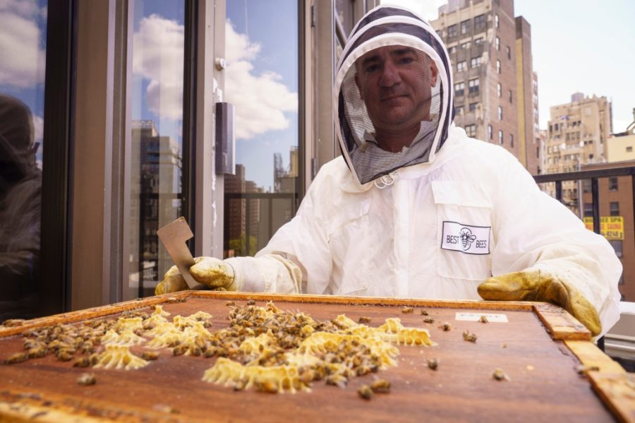 MSG is hosting a buzzy new crew on its roof — 2 hives of native honey bees!