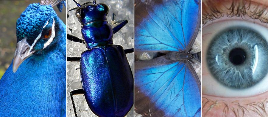 What makes the color blue so rare in nature?, News Without Politics, NWP, subscribe to News Without Politics, unbiased environmental science news source