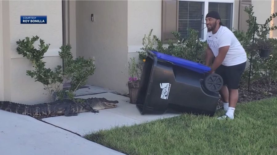 unbiased news source, Neighbor catches gator outside home with trash can!, follow News Without Politics, subscribe to News Without Politics, alligators, gator