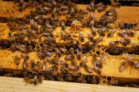 MSG is hosting a buzzy new crew on its roof — 2 hives of native honey bees!, stay informed unbiased with News Without Politics, bee hive, Madison Square Garden, New York
