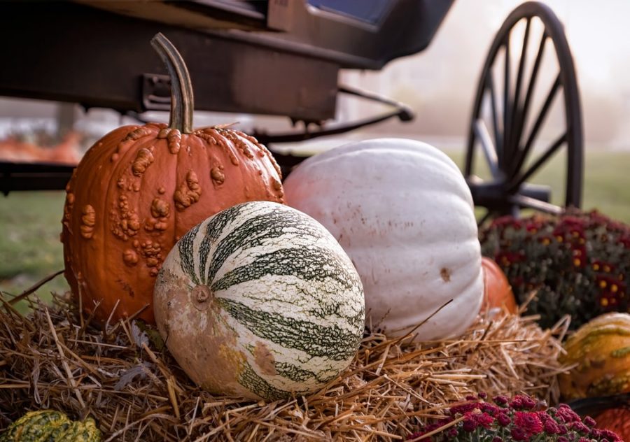 Why do we love pumpkin season so much?