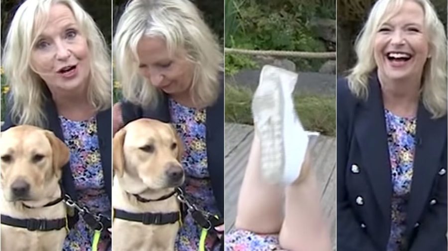 ‘Overeager’ Guide Dog Delivers One Of TV’s Most Delightful Moments Of The Week