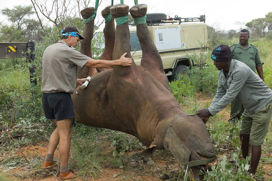 news without commentary rhino upside down  news that matters  odd news stories