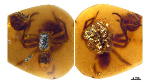 How did 99 million-year-old spiders care for their teeny spiderlings?  , News Without Politics, NWP, subscribe here, amazing no bias news source