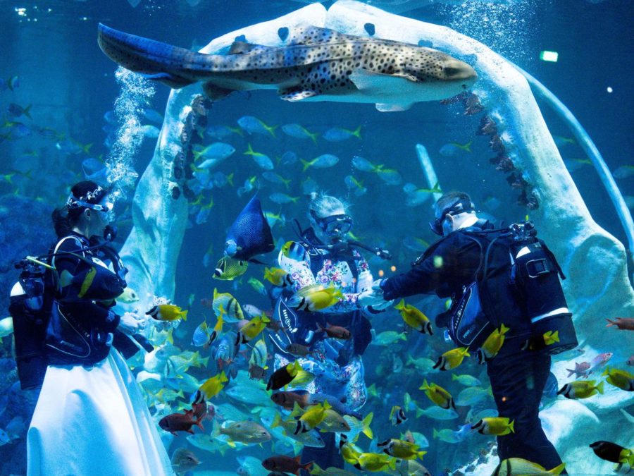 Couple weds underwater in tank with reef sharks!