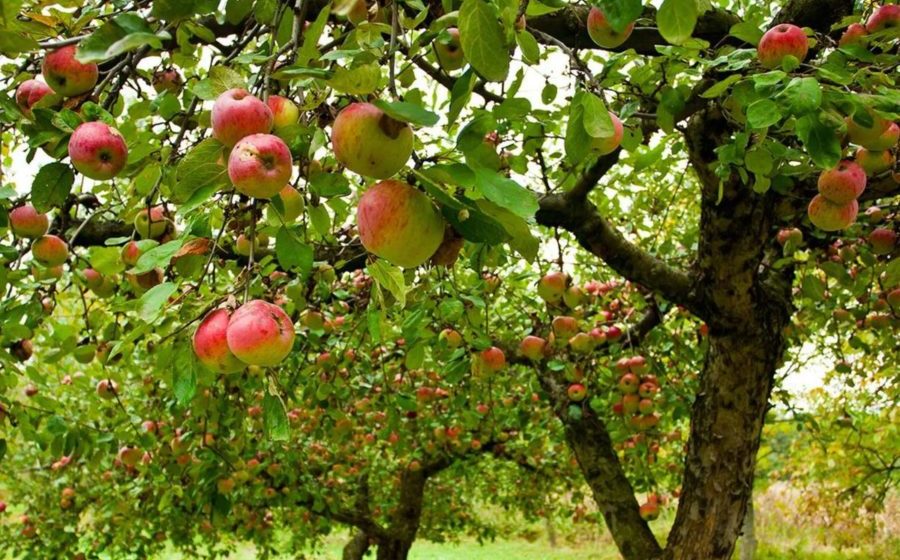 Apples! The science that allows them to last all year