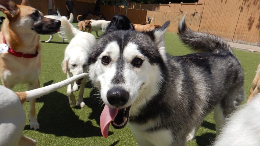 Why You Should Send Your Dog to Daycare