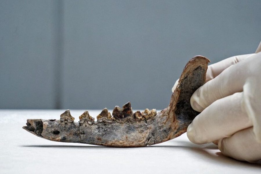 Researchers may have found the Americas’ oldest dog