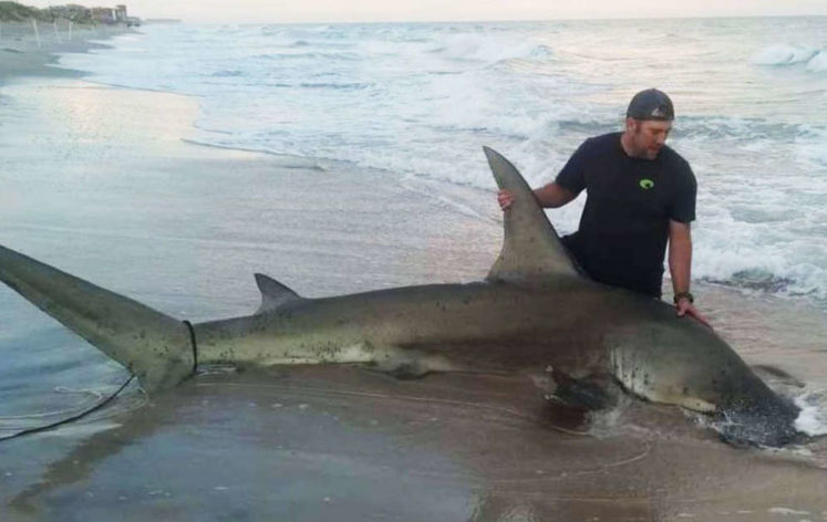 Imagine reeling in a 500 lb. hammerhead shark