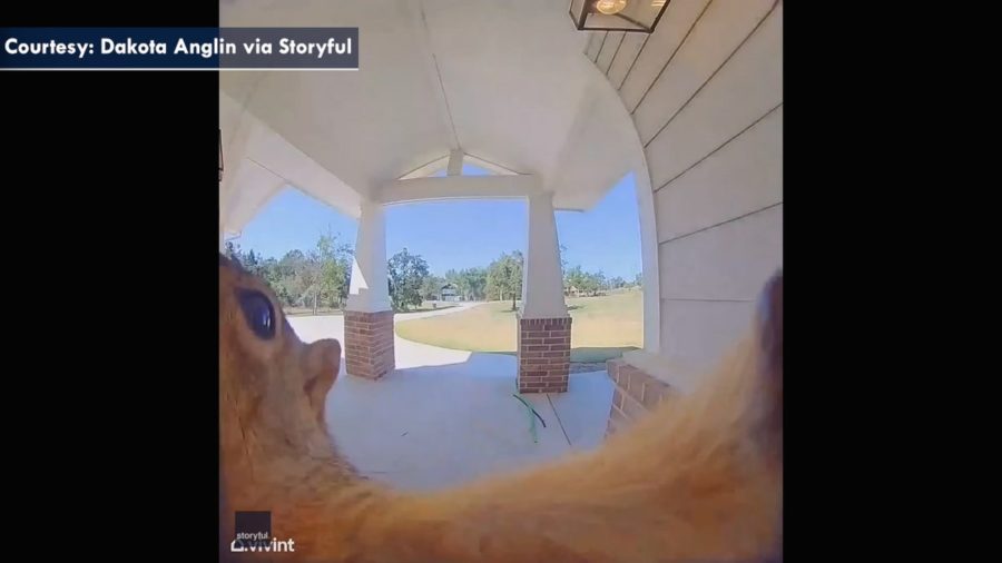 Squirrel ringing doorbell caught on homeowner's camera: see the video!, News Without Politics, NWP, subscribe to News Without Politics, video, unbiased news source