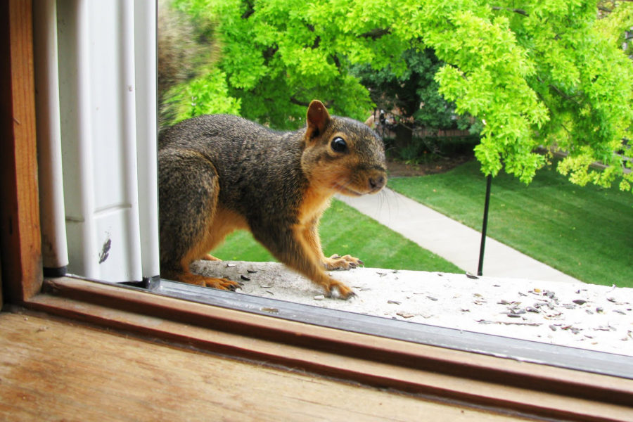 Squirrel ringing doorbell caught on homeowner’s camera: see the video!