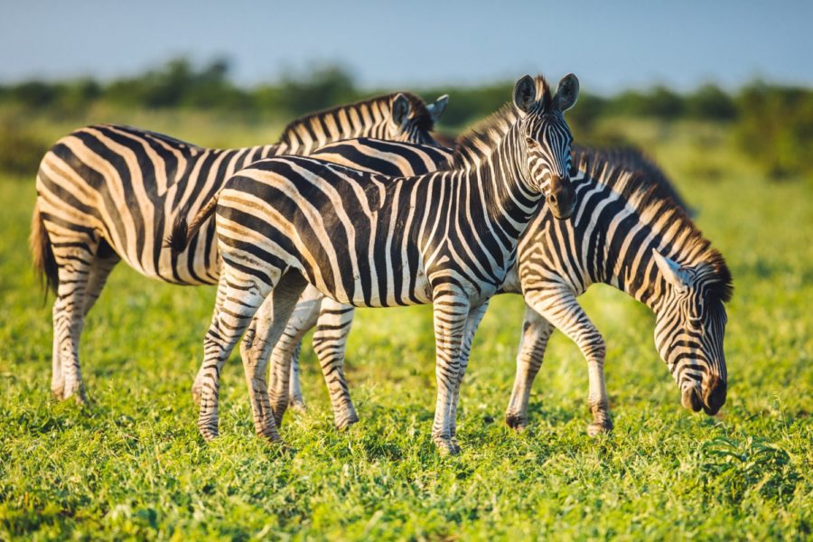 Five Zebras Still Loose in the Suburbs of Maryland, News Without Politics, NWP, subscribe to News Without Politics, unbiased news