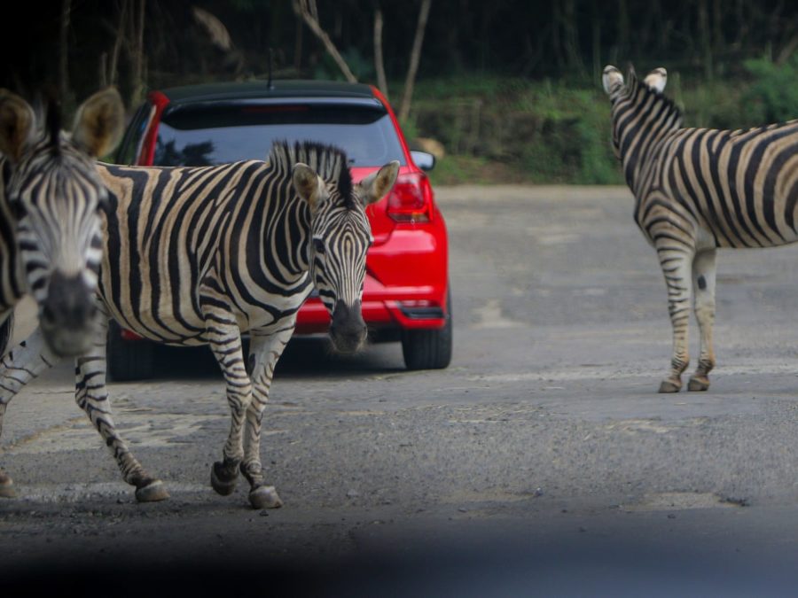 Five Zebras Still Loose in the Suburbs of Maryland