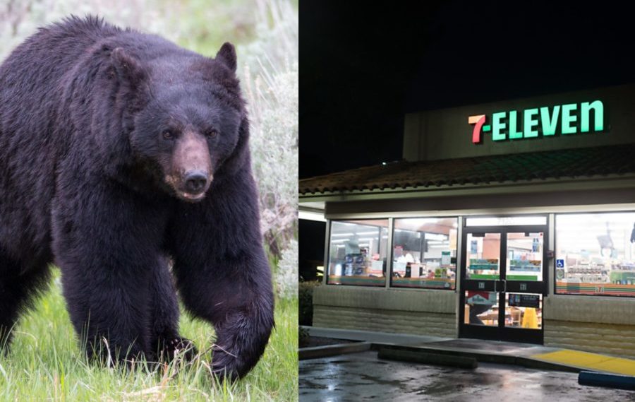 So this bear walks into a convenience store…