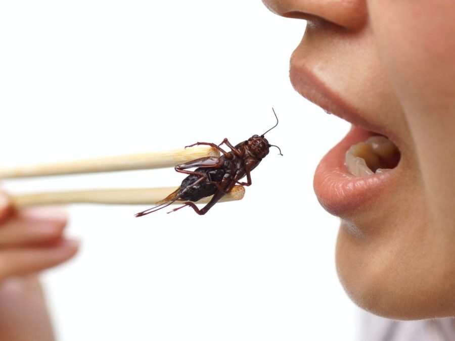 3 surprising reasons you should add bugs to your diet, subscribe to unbiased news from News Without Politics, follow us