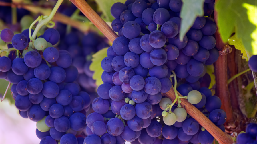 Get to know the best grapes for wine