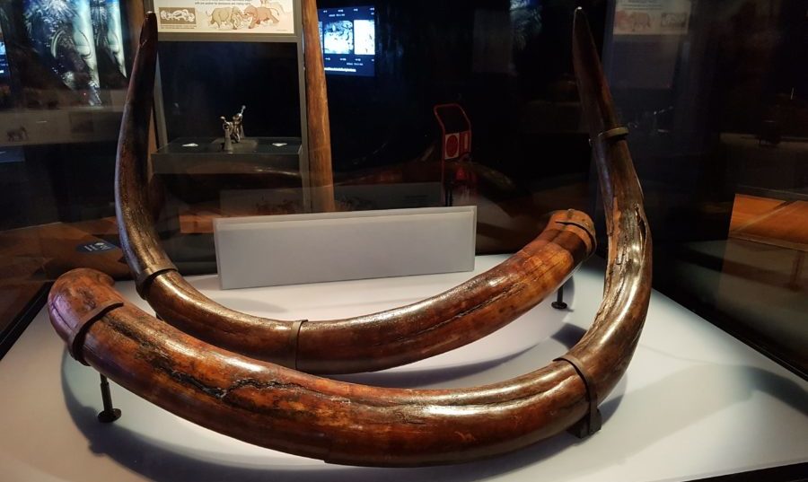 3 ft mammoth tusk discovered in deep ocean floor