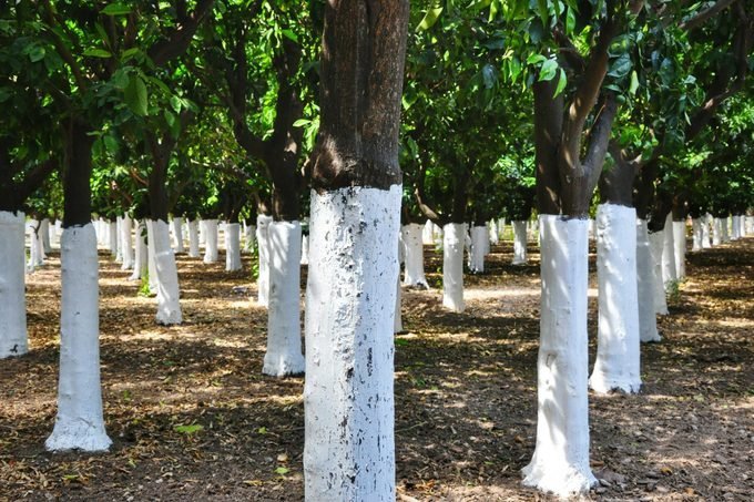 Paint on trees? What does it mean?