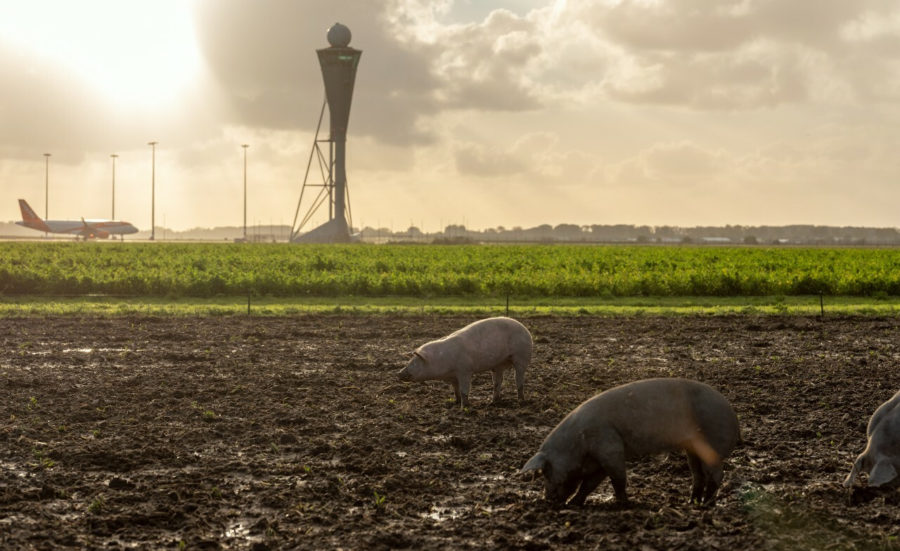 Pigs enlisted to patrol Amsterdam airport! It’s true!