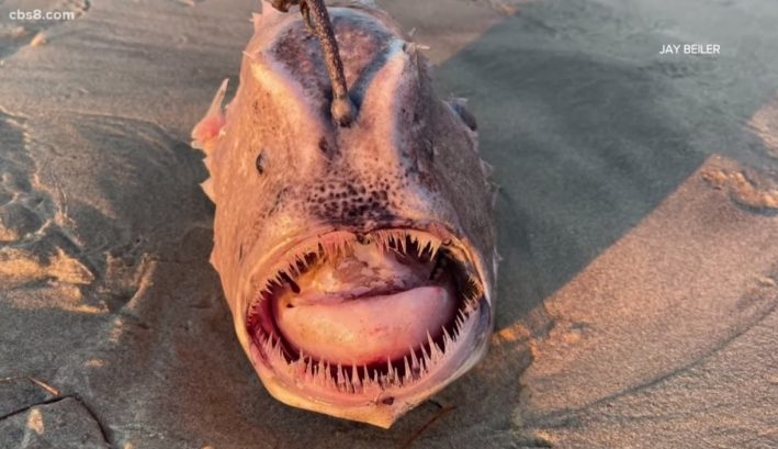 Rare creepy fish washes up on California nude beach
