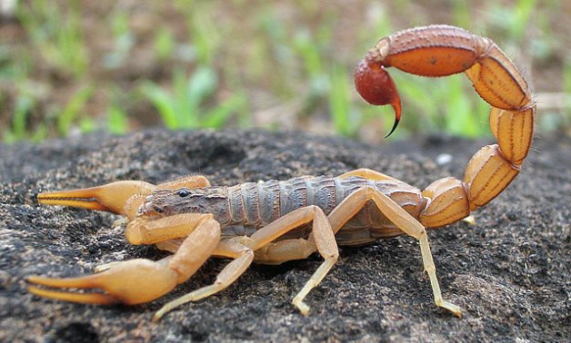 3 killed over 500 injured by scorpions in Egypt