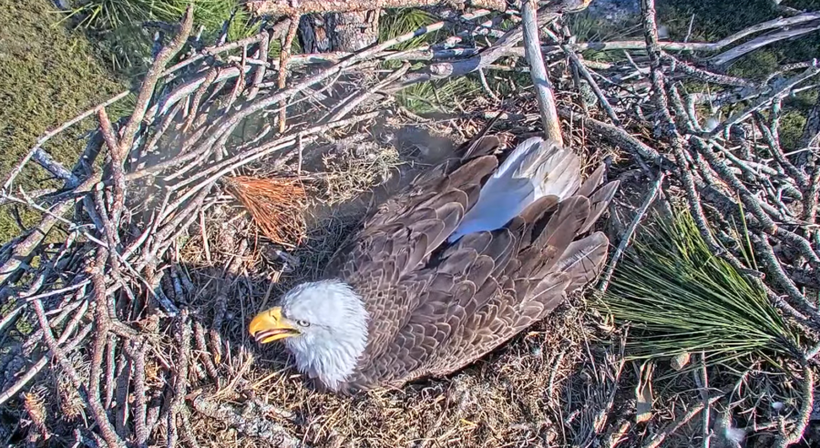 Watch how this bald eagle egg hatched in Florida