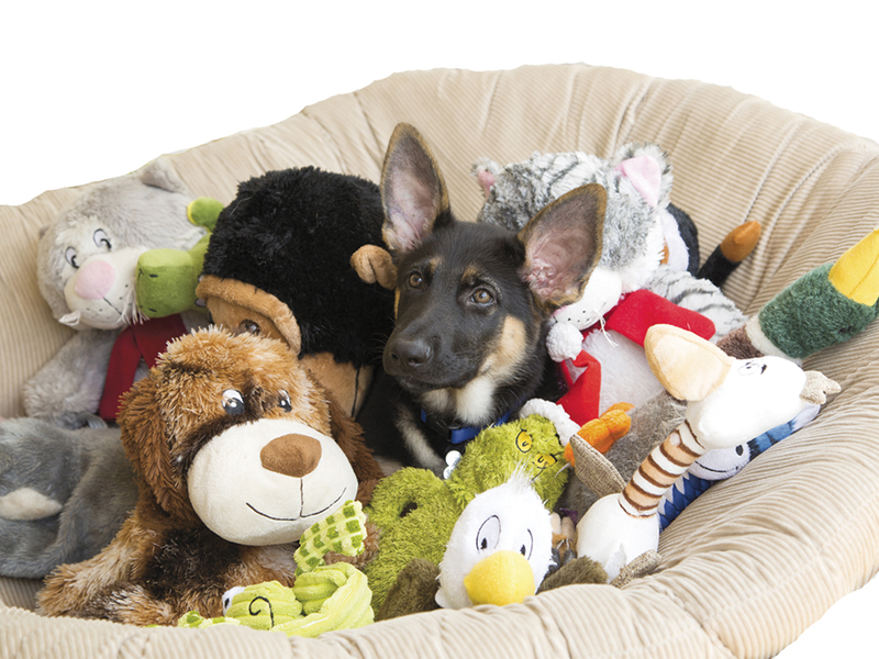News Without Politics, Choosing Safe Playthings Your Pet Will Love, subscribe here