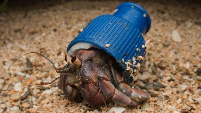 Thinking of relocating? So are these hermit crabs