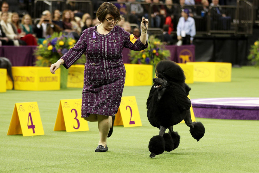 news without bias, Westminster Dog Show 2022 returns to the Big Apple, subscribe to News Without Politics