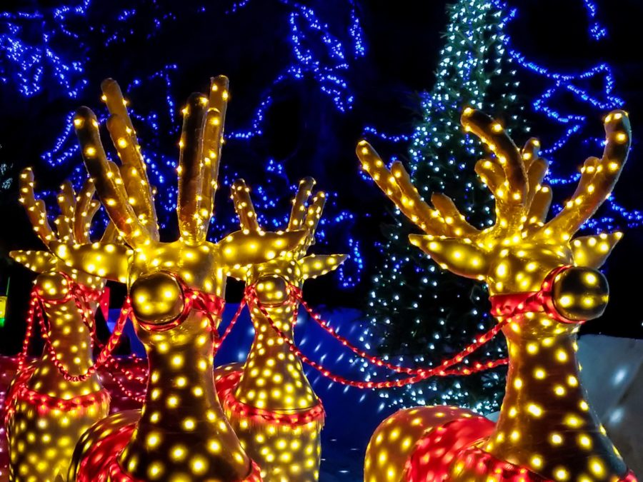 These are the 10 best holiday zoo lights