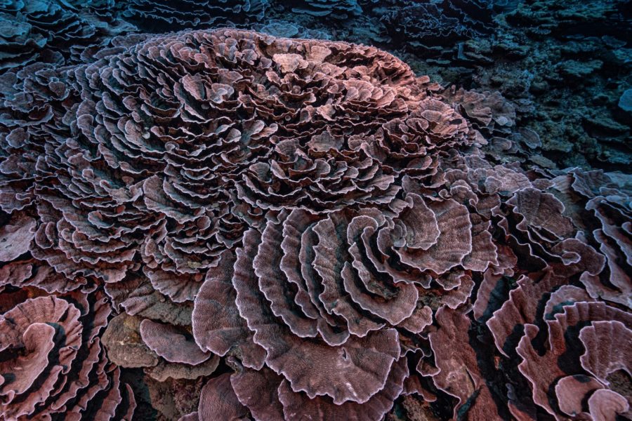 One of the largest pristine coral reefs discovered!