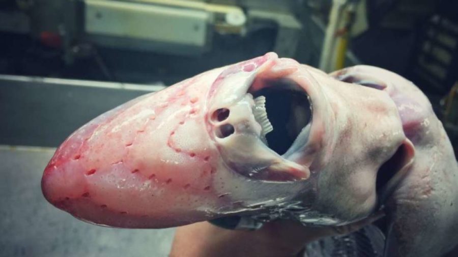 Creatures from the deep, courtesy of one who has seen it all