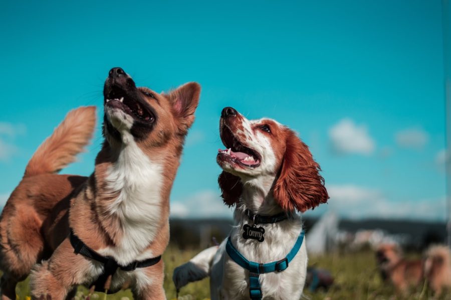 Dogs can distinguish languages from one another