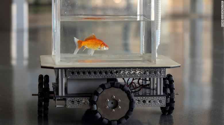 Driving lessons for goldfish?