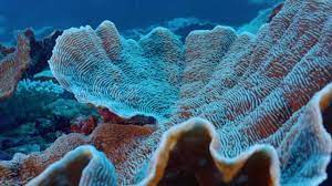 One of the largest pristine coral reefs discovered! , subscribe to News Without Politics, unbiased news source, follow us