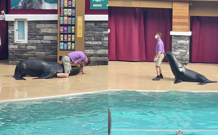 Sea Lion show has an unexpected ‘slip-up’
