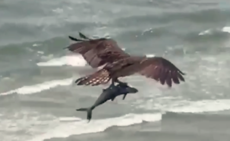 Massive bird carrying shark-like fish in viral video