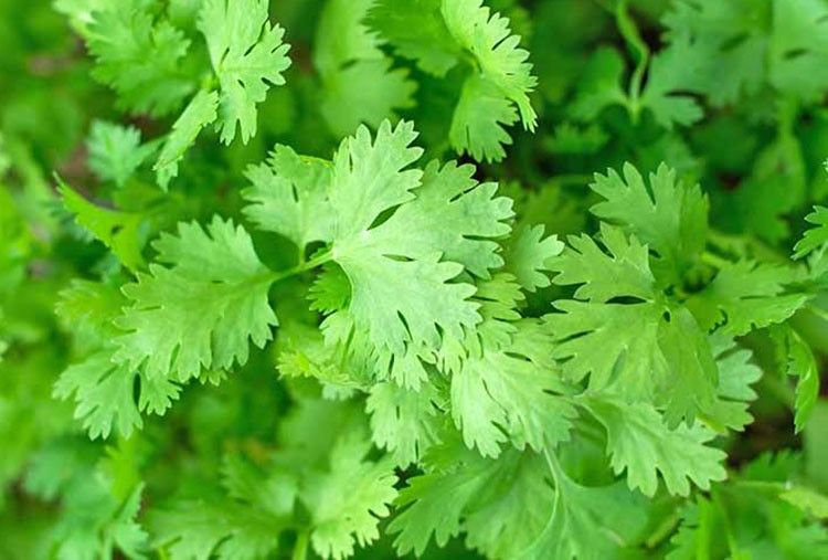 subscribe to News Without Politics, What are the 3 health benefits of cilantro?, health and wellness news without bias