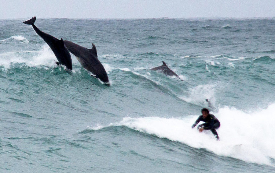 Surfing: Watch dolphins catching the waves along with people