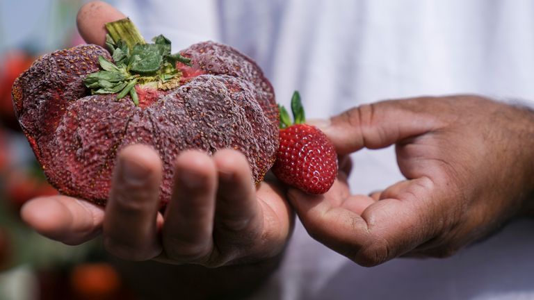 Try growing this: 10 oz strawberry- World’s largest