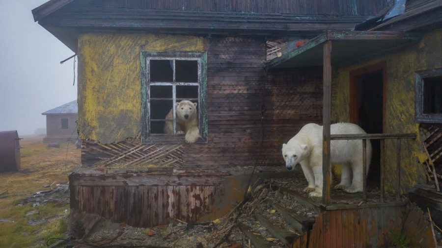 unbiased news source, Polar bears are photographed at an abandoned weather station, subscribe to News Without Politics