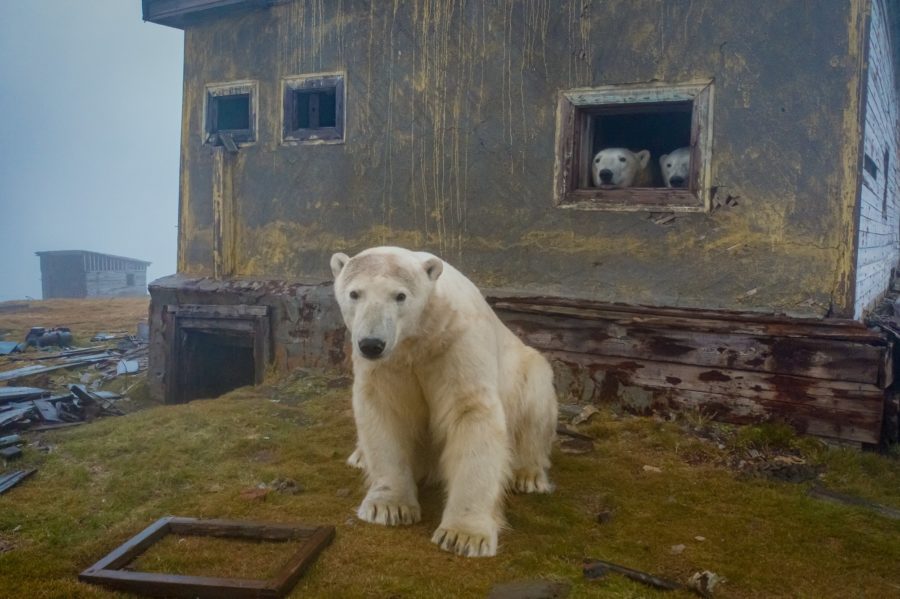 Polar bears are photographed at an abandoned weather station