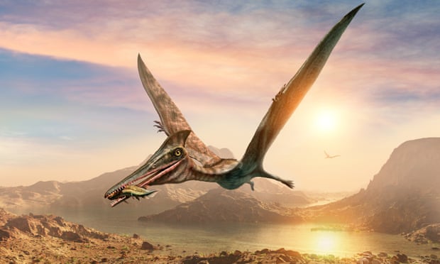 Fossil of largest flying reptile found