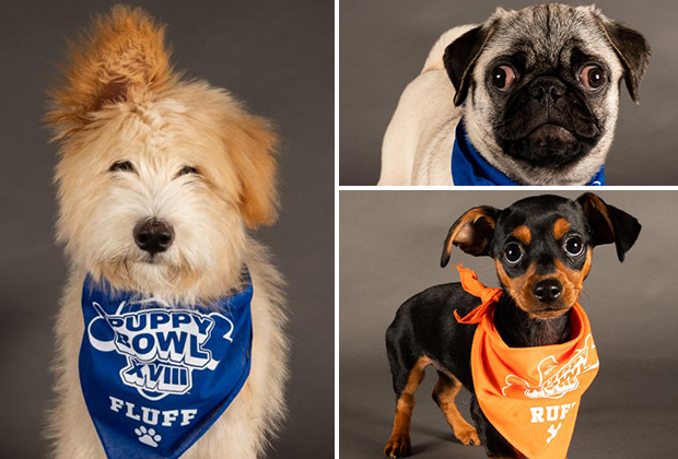 Guess who this year’s Puppy Bowl MVP is…
