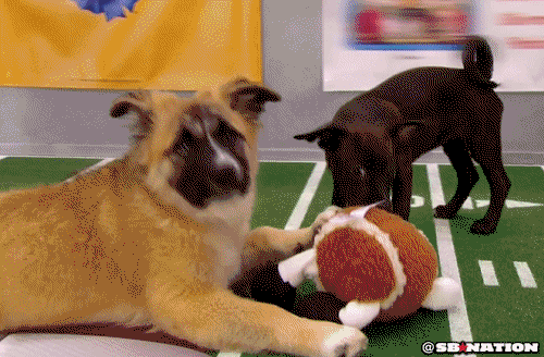 News Without Politics, top no bias news source, Guess who this year's Puppy Bowl MVP is...