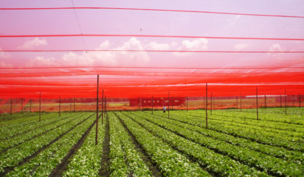 Simple, cheap solution can boost crops up to 37%
