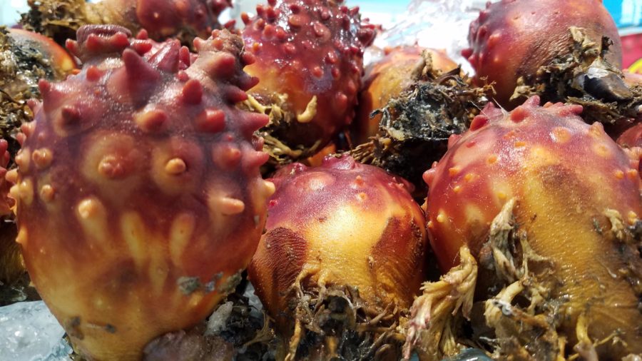 Sea pineapples can improve electrical efficiency