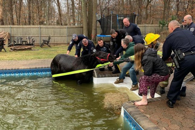 Horse rescued from backyard pool in New York